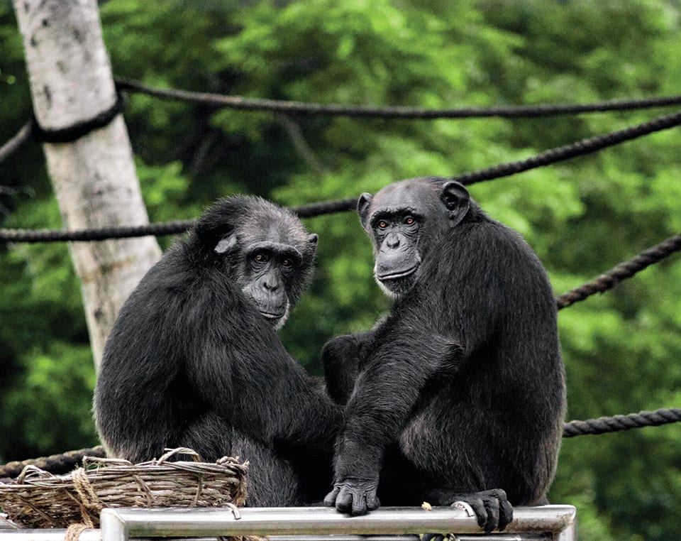 Photo of two monkeys sitting together