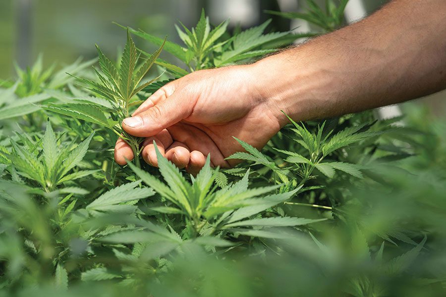 Photo of marijuana plant being grown and handled