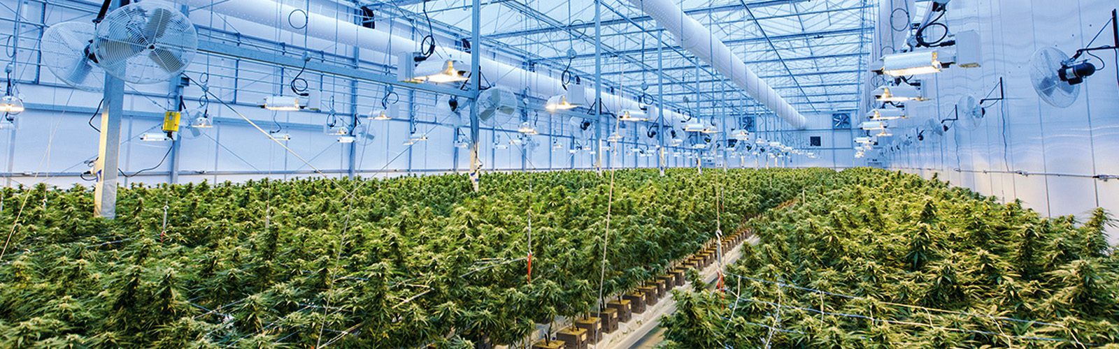 a marijuana greenhouse / grow room facility