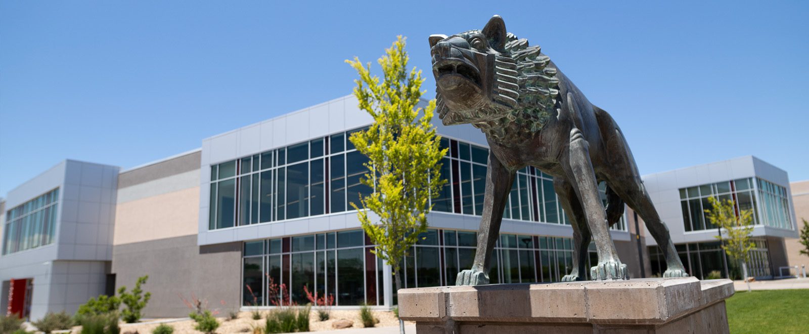 Lobo statue outside of the newly renovated Johnson Gym