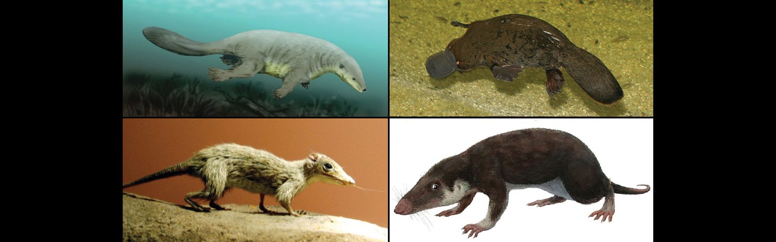 four ancient mammal concept are depicted in panes