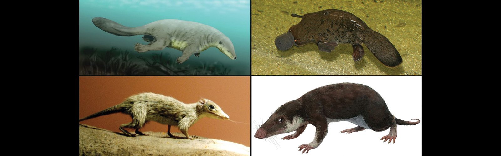 mammals four ancient mammal concept are depicted in panes